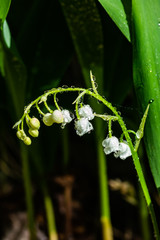 Lily of the valley flower with raindrops in spring forest