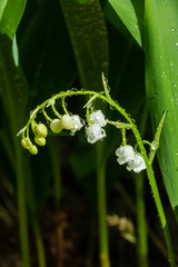 Lily of the valley flower with raindrops in spring forest