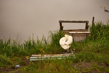 łabędź  © Marcin Łazarczyk
