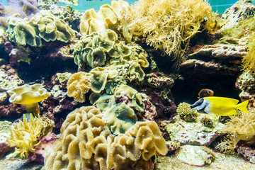 Tropical fish and corals in the aquarium