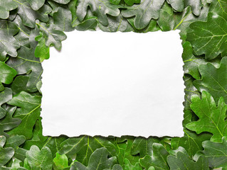 Blank card on green oak leaves