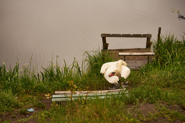 łabędź 