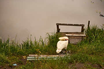 łabędź  © Marcin Łazarczyk