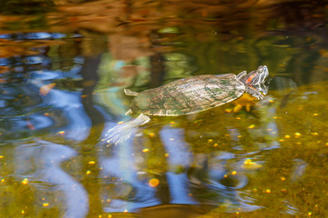 Fototapeta premium The young red-eared slider