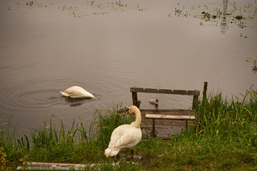 łabędź  © Marcin Łazarczyk