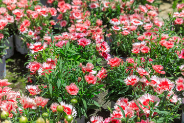 Carpet of flowered pink and red carnations