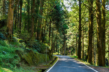 The road through the green forest at Alishan Forest Recreation Area in Chiayi, Taiwan.