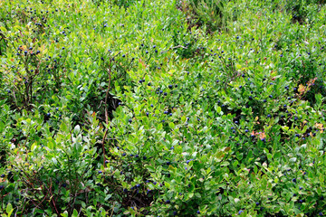 Obraz premium Die wilde Blaubeere (Vaccinium myrtillus) ist reich an Vitaminen. Thüringen, Deutschland, Europa