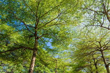 Lush green trees in the park