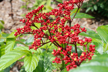 Tiny red flowers with buds blossom in the garden