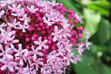 Tiny Pink flowers with buds blossom in the garden