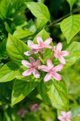 Obraz na płótnie Canvas Tiny Pink flowers with buds blossom in the garden