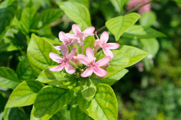 Tiny Pink flowers with buds blossom in the garden