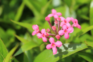Pink Panama Rose flowers or Rondeletia Leucophylla with blur green leaves background 