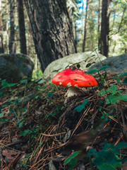 fly agaric in the forest
