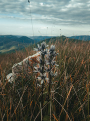 dry grass in the mountains