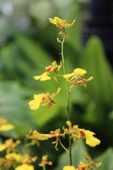 Beautiful dancing lady orchid blossom in the garden