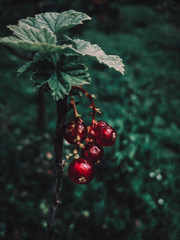 red currant bush