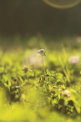 Green meadow under blue sky with sunray and pink flowers