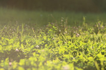 Green meadow under blue sky with sunray and pink flowers
