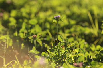 Green meadow under blue sky with sunray and pink flowers