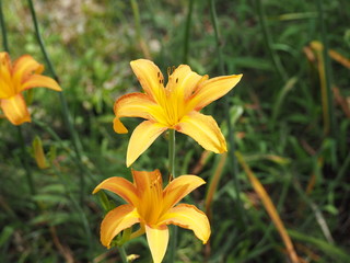 ノカンゾウ（野萓草）