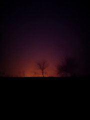 sunset in the forest