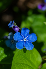 Obraz premium Forget-me-not flowers in spring garden, macro photography