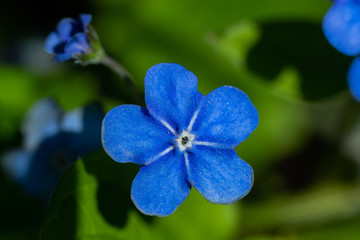 Fototapeta na wymiar Forget-me-not flowers in spring garden, macro photography