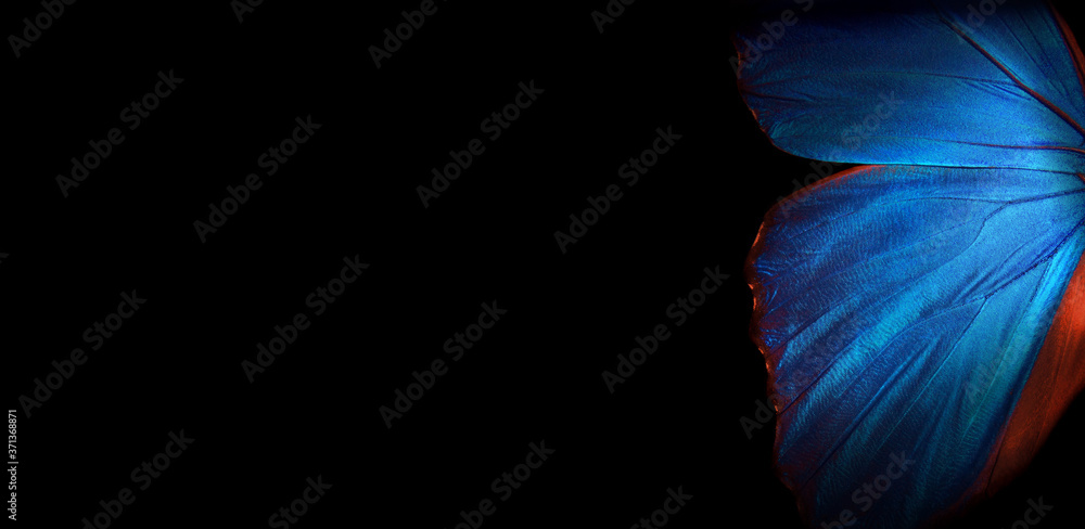 Aufkleber Wings of a butterfly Morpho texture background. Morpho butterfly. Copy spaces. 