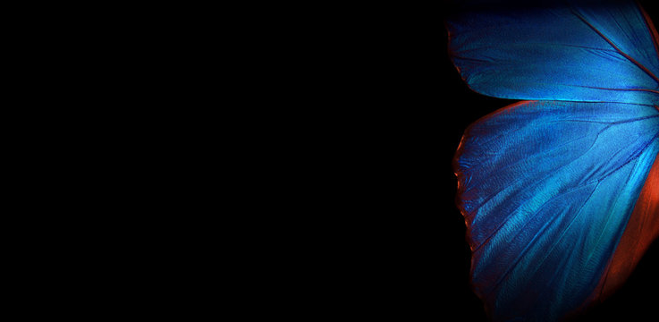 Wings of a butterfly Morpho texture background. Morpho butterfly. Copy spaces. 