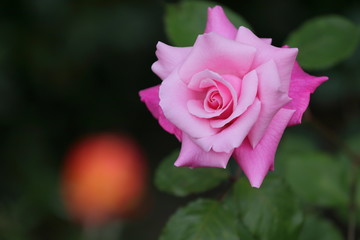 Fototapeta na wymiar 美しい瞳に見えたピンクの薔薇