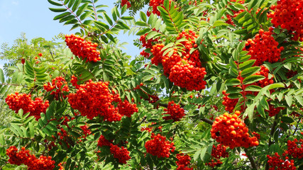 red ripe clusters of rowan berries hang on the tree. Bright sunny day. Scenic picture of beautifil garden.