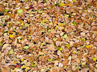 The Tree Leaves and Beautiful Nature in the trail of Mianshan Mountain World Heritage, Pingyao Ancient City, Shanxi Province, China. 18th October 2018.