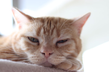 正面から眠そうな猫アメリカンショートヘア
From the front, a sleepy cat American shorthair.