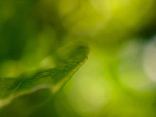 Fototapeta premium Green leaf macro