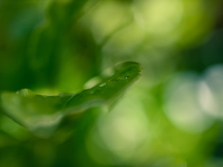 green leaf with water drops