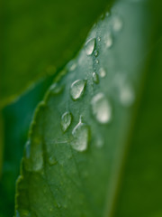 water drops on green leaf