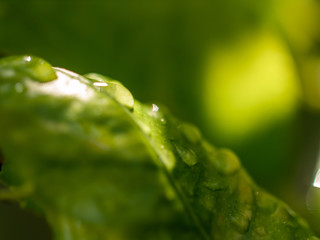green leaf with water drops