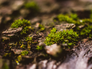 moss on a tree trunk