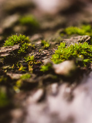 moss on a tree