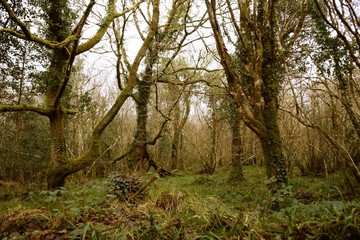 drzewa , las , Irlandia 