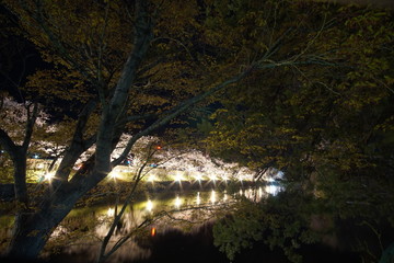 SAKURA, Cherry Blossoms at night time in Matsumoto castle, Nagano, Japan.
