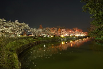 Fototapeta premium SAKURA, Cherry Blossoms at night time in Matsumoto castle, Nagano, Japan.