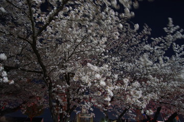 SAKURA, Cherry Blossoms at night time in Matsumoto castle, Nagano, Japan.