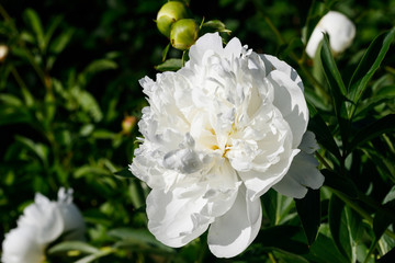 White peony flower blooming in the garden.