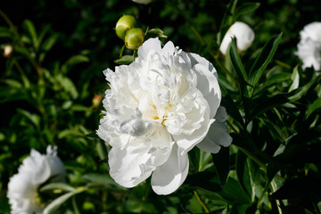 White peony flower blooming in the garden.