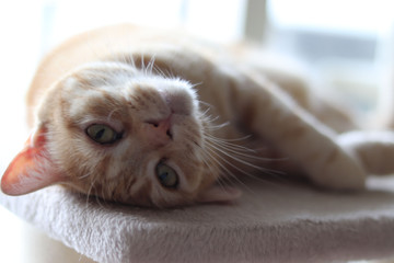 愛らしいポーズの猫アメリカンショートヘア
American shorthair cat with adorable pose.