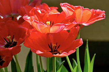 Beautiful Red Tulips, Darwin Hybrid Red Tulips in a flowerbed