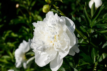 White peony flower with raindrops blooming in the garden.